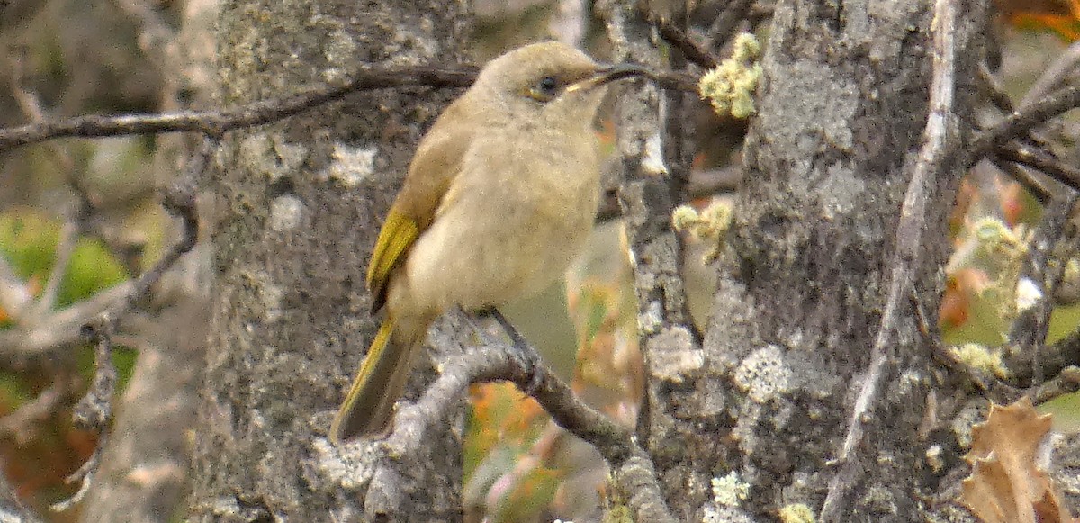 Brown Honeyeater - ML366628621