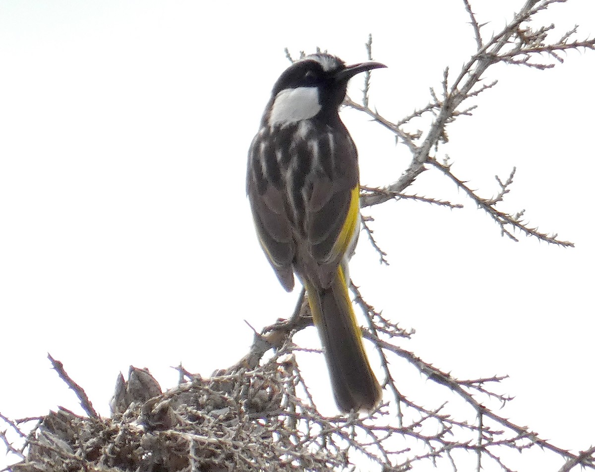 White-cheeked Honeyeater - ML366628651