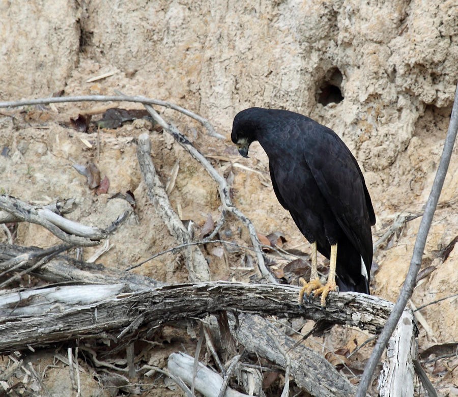 Great Black Hawk - ML36663001