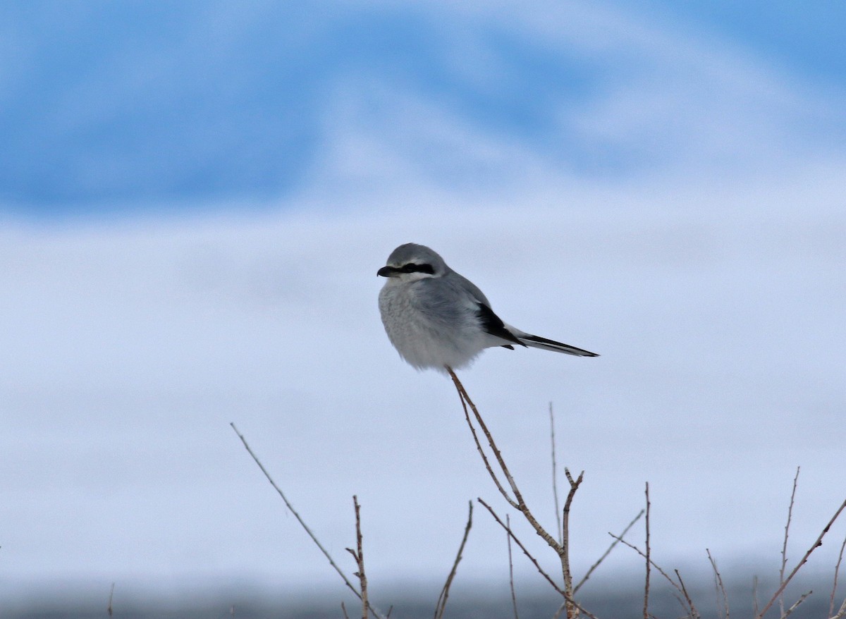 Northern Shrike - ML366630111