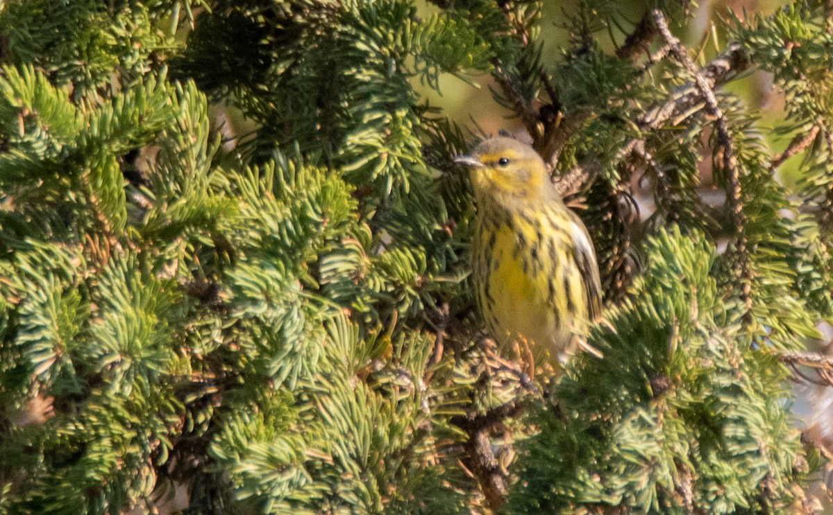 Cape May Warbler - James Mccoy