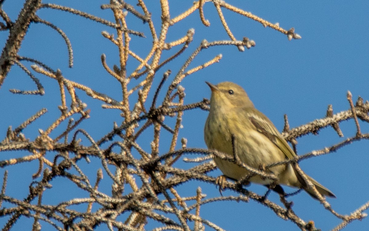 Cape May Warbler - James Mccoy