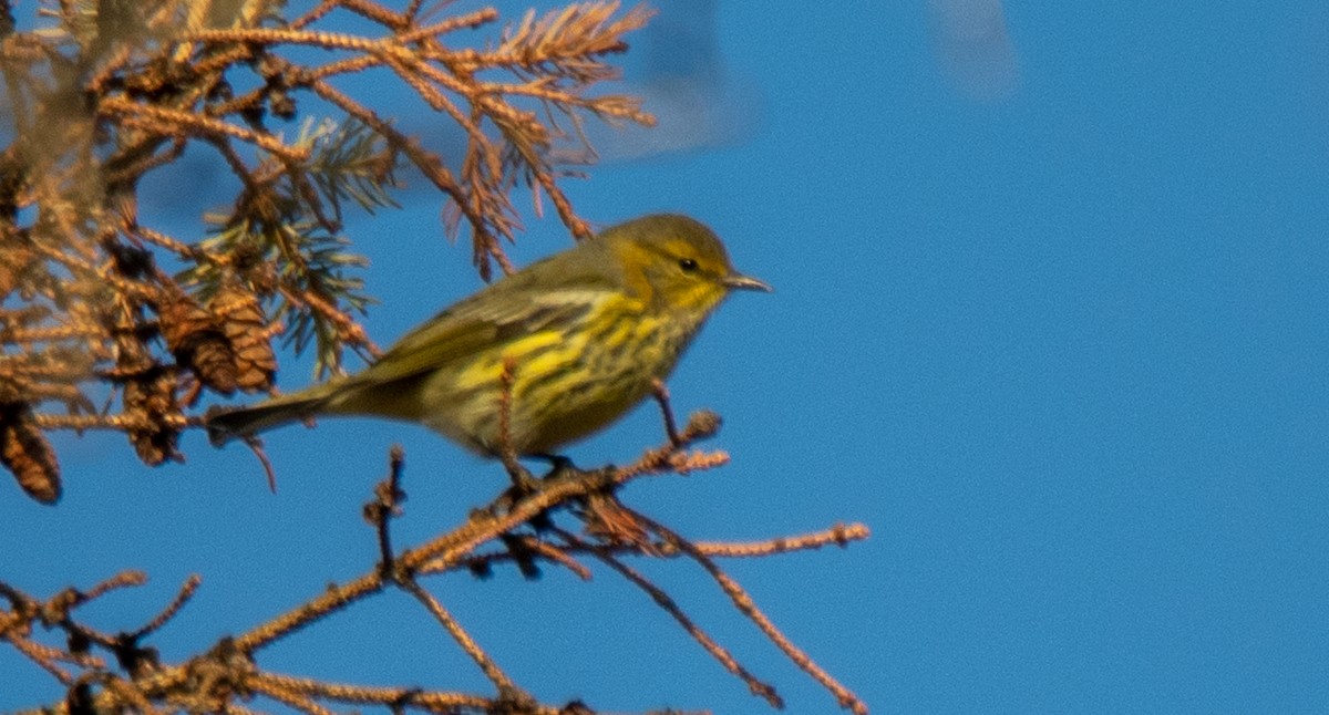 Cape May Warbler - James Mccoy