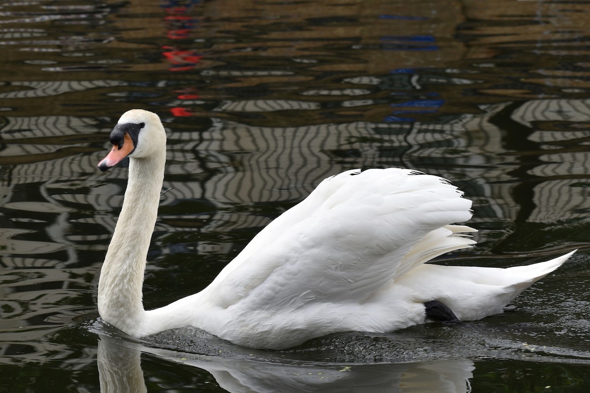 Mute Swan - ML366630631