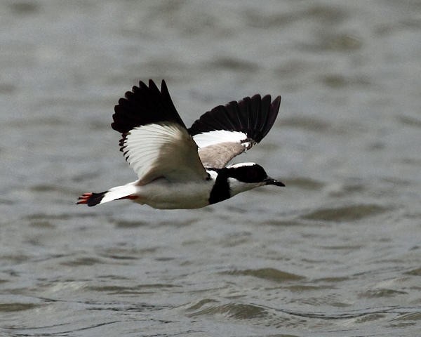 Pied Plover - ML36663091