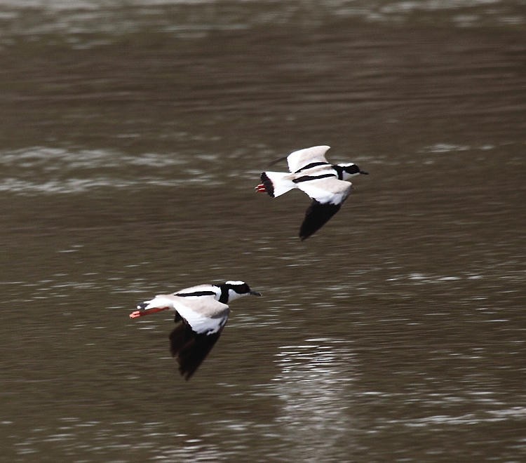 Pied Plover - Tom Murray