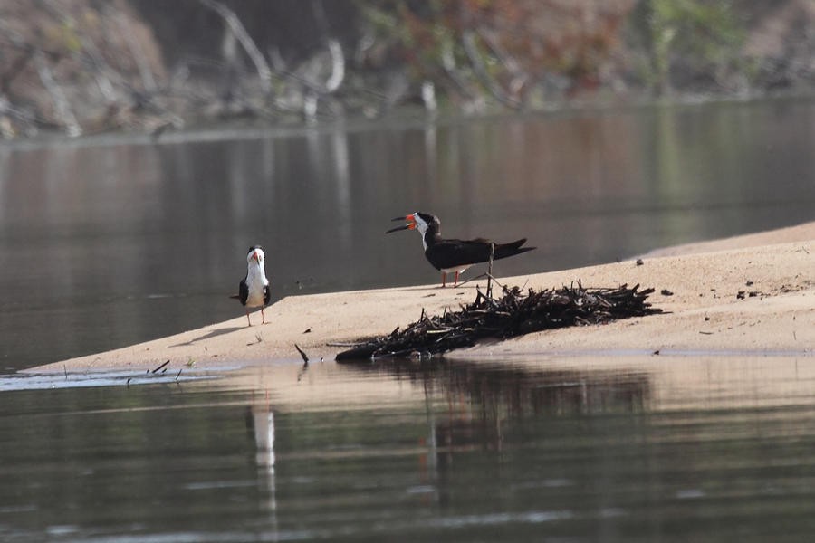 Black Skimmer - ML36663171