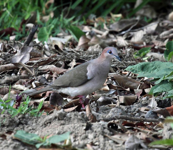 White-tipped Dove - ML36663201