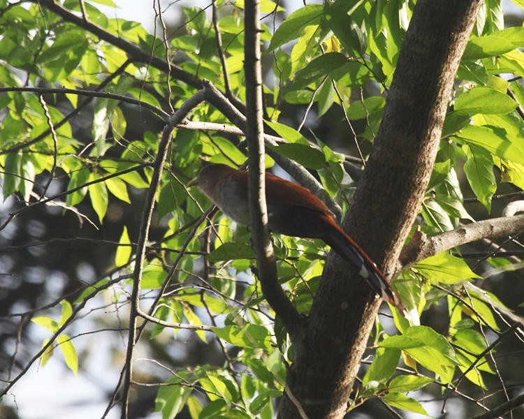 Squirrel Cuckoo - ML36663261