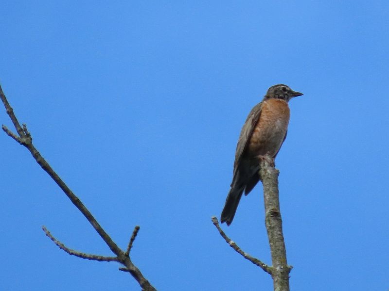 American Robin - Tracy The Birder