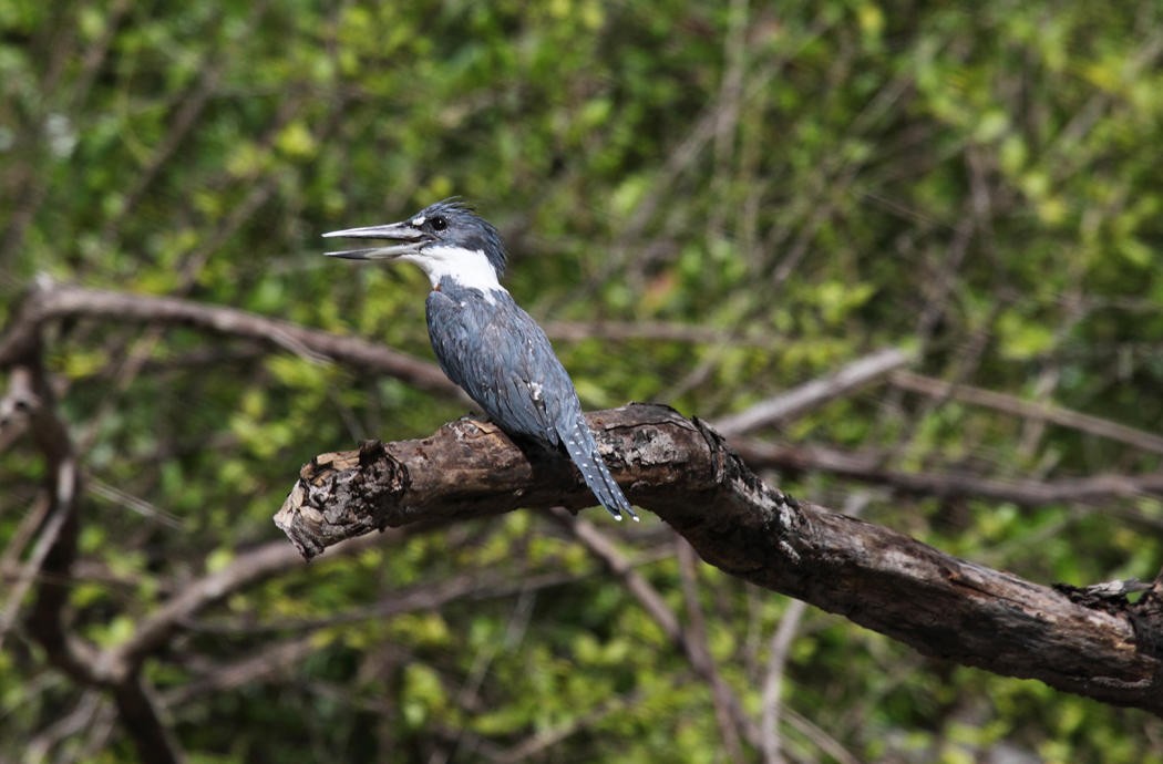 Ringed Kingfisher - ML36663281