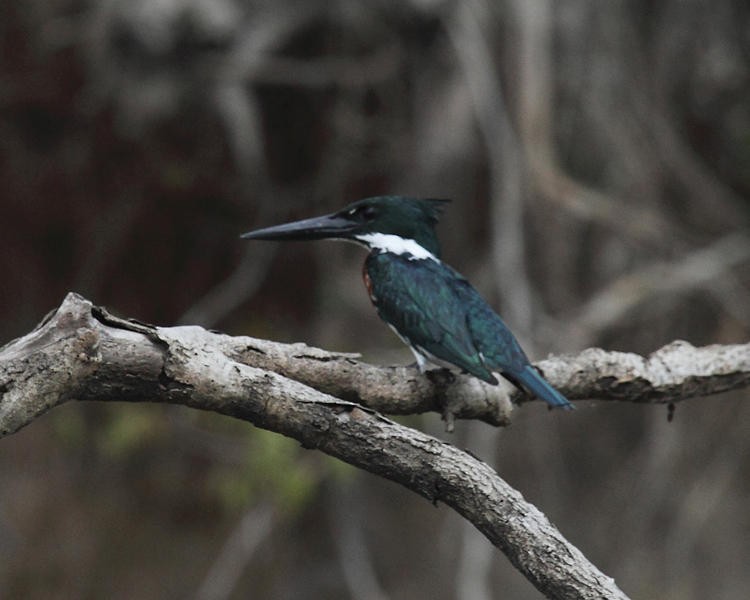 Green Kingfisher - ML36663301