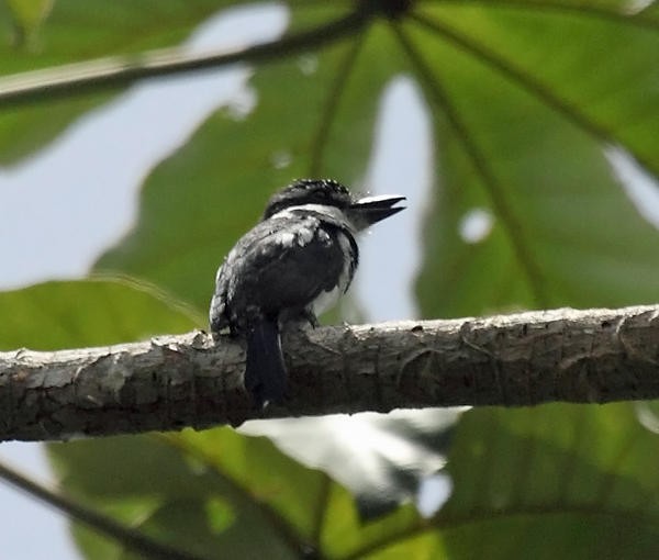 Pied Puffbird - ML36663321