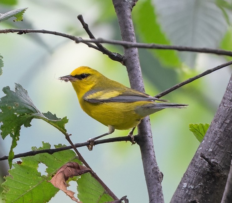 Golden-winged x Blue-winged Warbler (hybrid) - Jian Mei