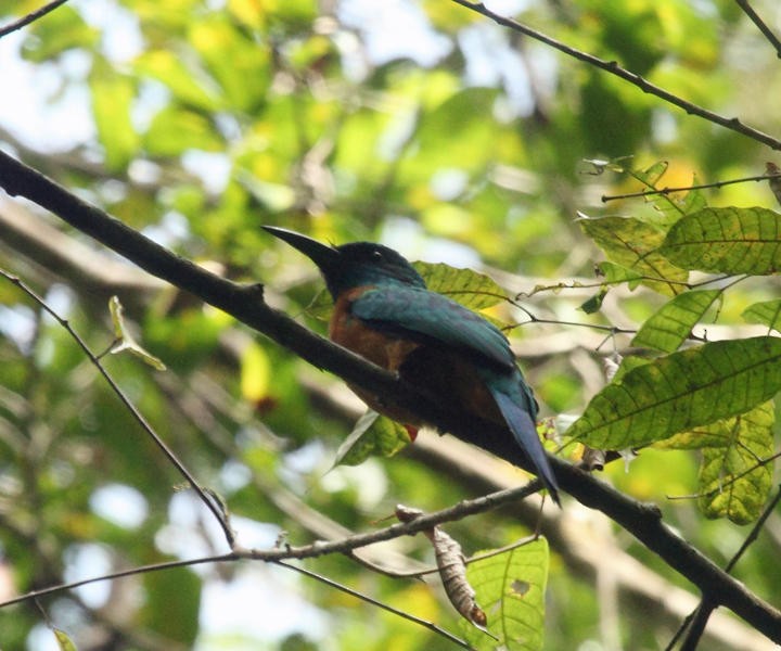 Great Jacamar - ML36663451