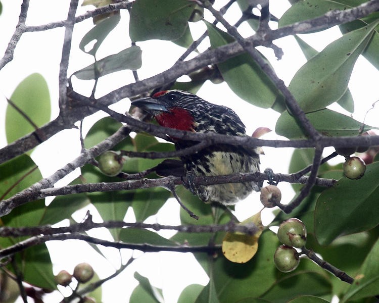 Black-spotted Barbet - ML36663471