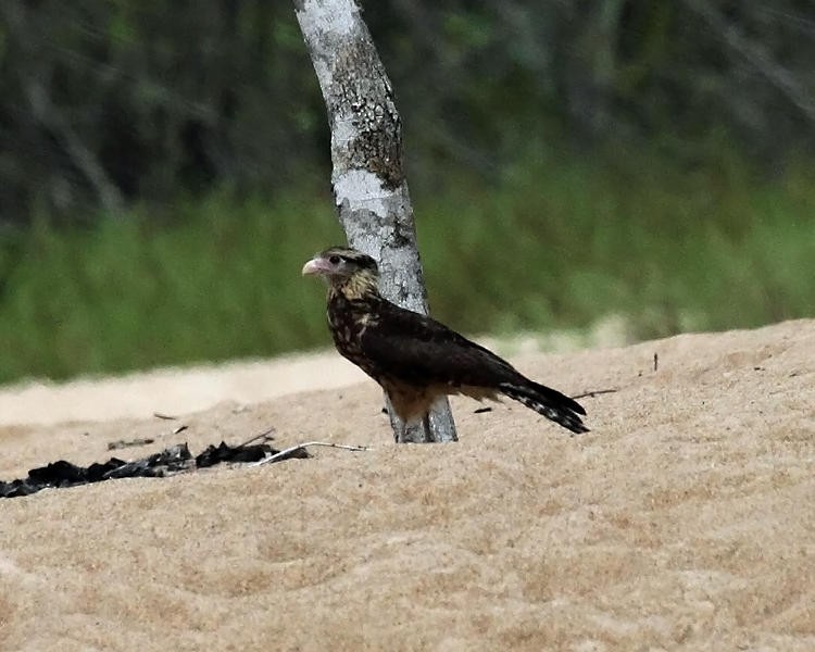 Yellow-headed Caracara - ML36663511