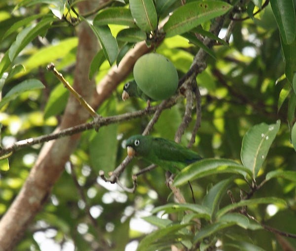 Golden-winged Parakeet - ML36663531