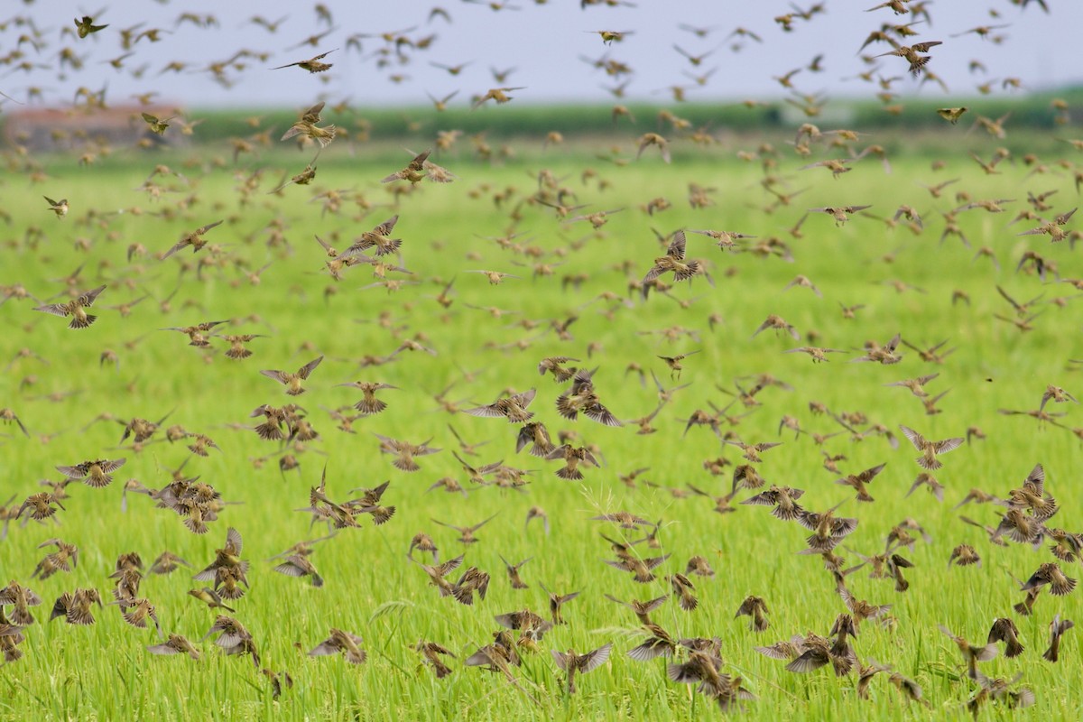 bobolink americký - ML366635441