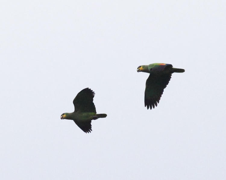 Orange-winged Parrot - ML36663581