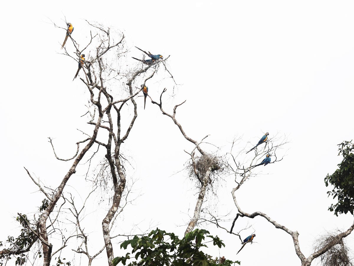 Blue-and-yellow Macaw - ML36663651