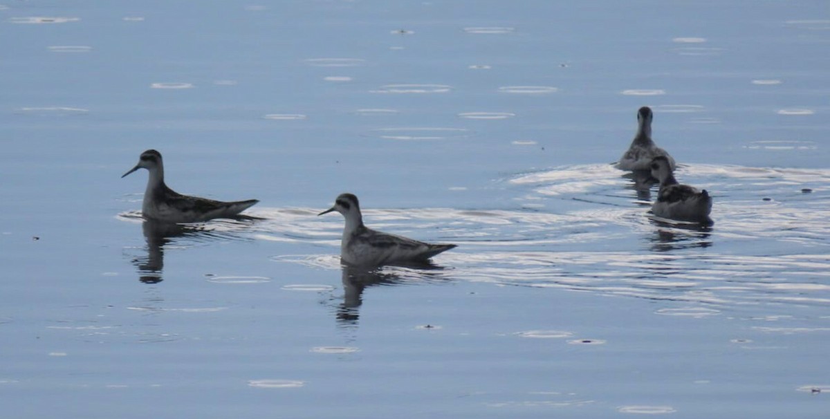 Phalarope à bec étroit - ML366637021