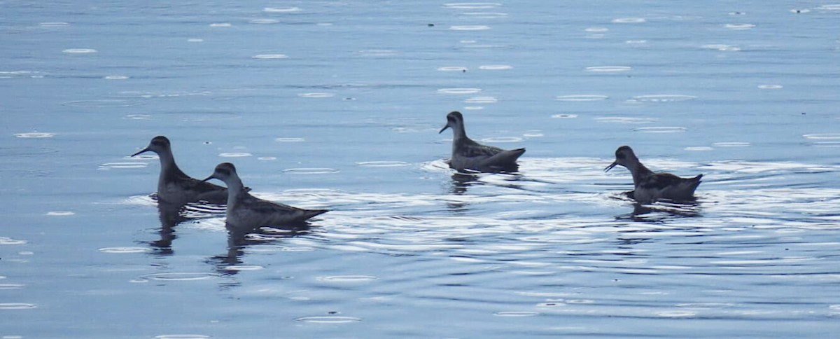 Phalarope à bec étroit - ML366637031