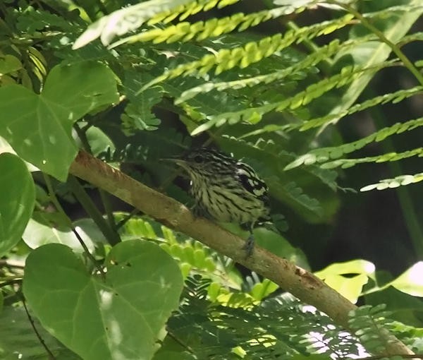 Guianan Streaked-Antwren - ML36663751