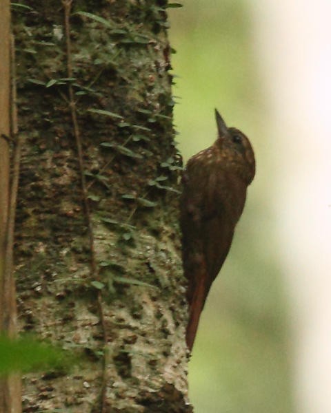 Wedge-billed Woodcreeper - ML36663761