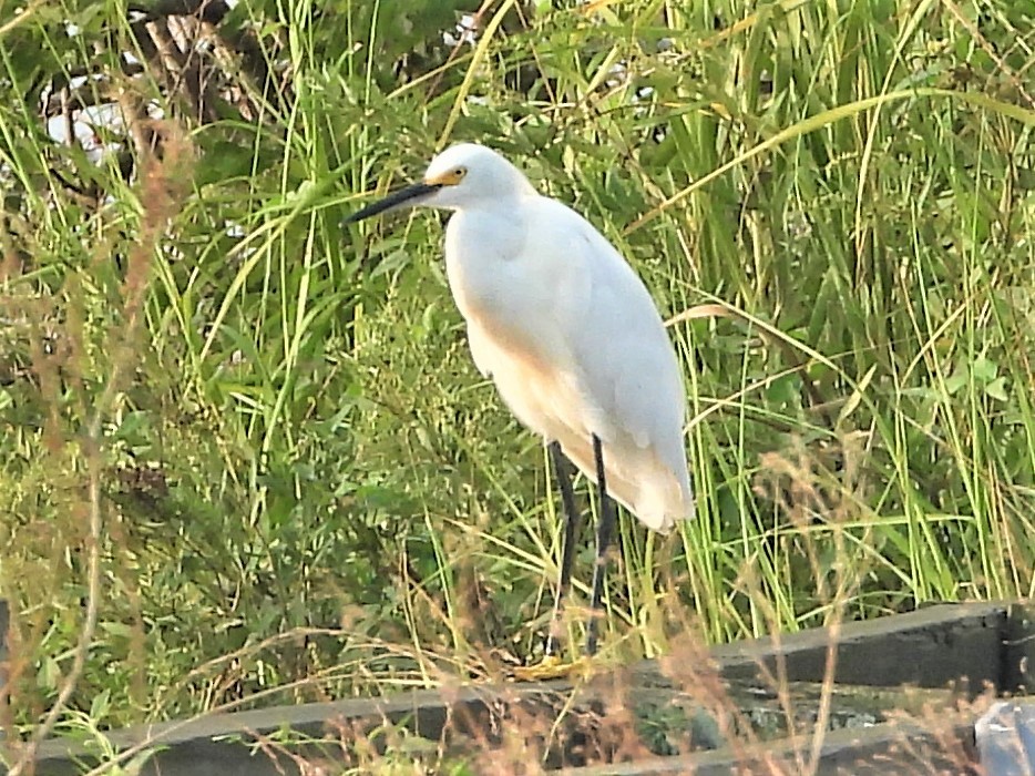 Snowy Egret - ML366643201