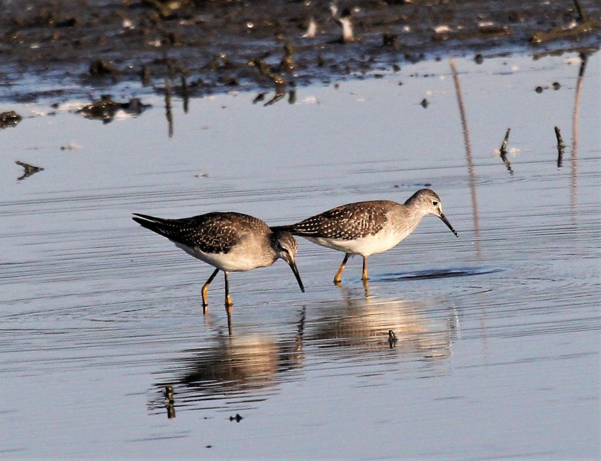 Lesser Yellowlegs - Nels Nelson