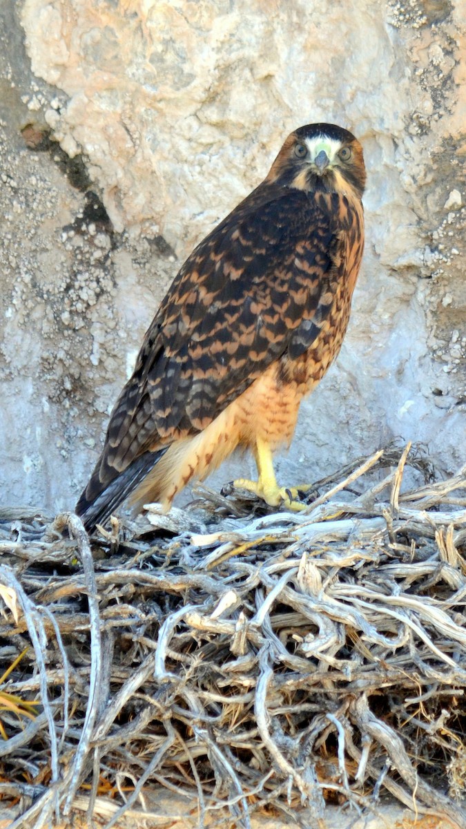 Variable Hawk - claudio turletti