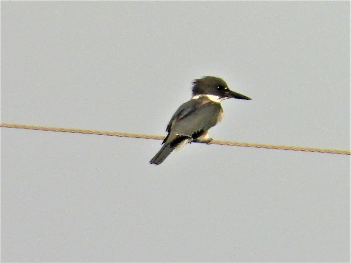 Belted Kingfisher - ML366643821