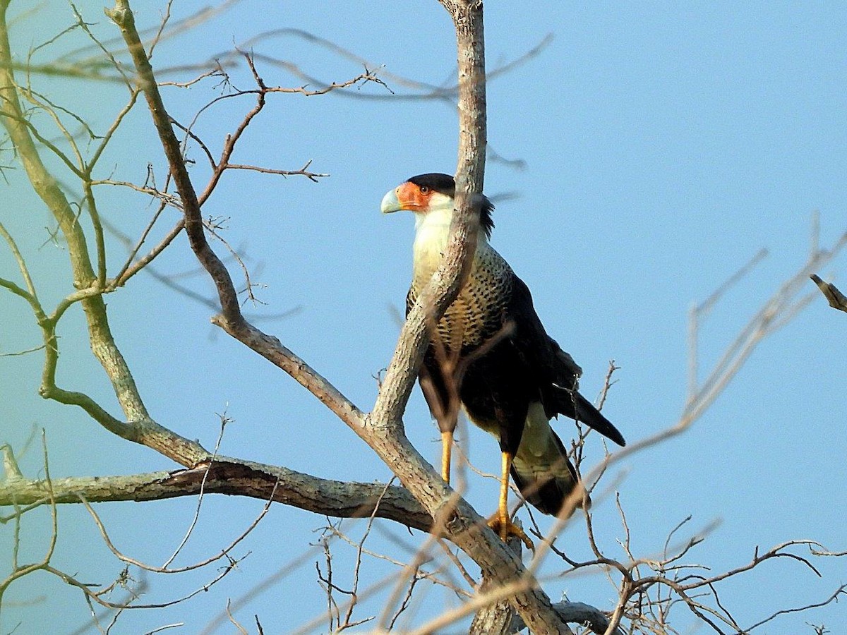 Crested Caracara - ML366643951