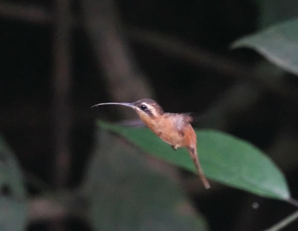 Reddish Hermit - ML36664531