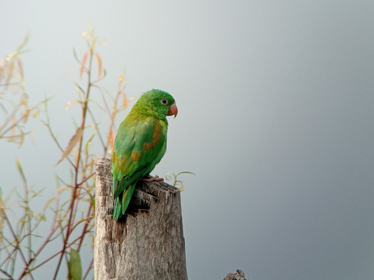 Orange-chinned Parakeet - Liliana Matute Mandujano