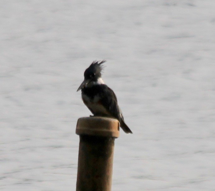 Belted Kingfisher - ML366646301