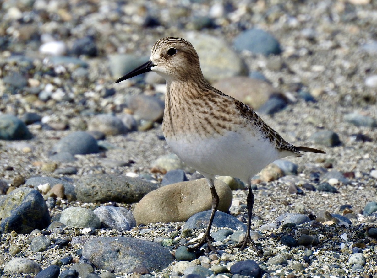 Baird's Sandpiper - D/P    Sanford