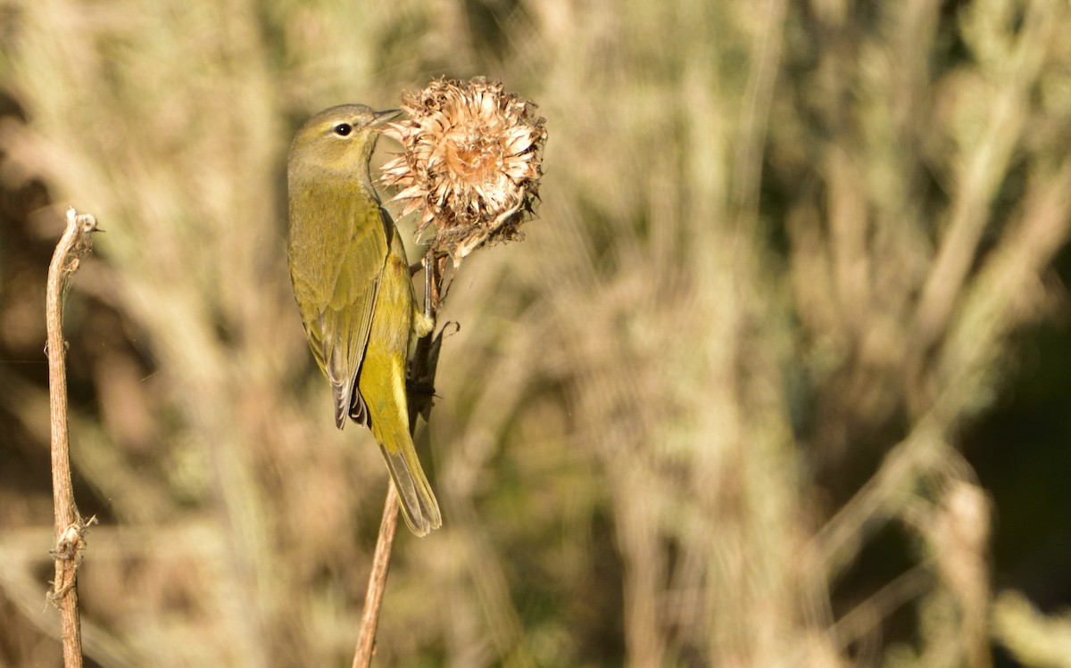 Orange-crowned Warbler - Don Weber