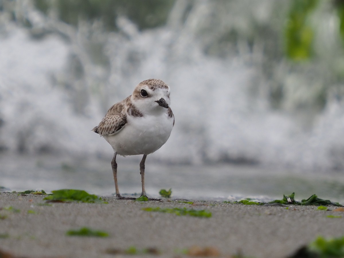 Snowy Plover - Meredith Garland