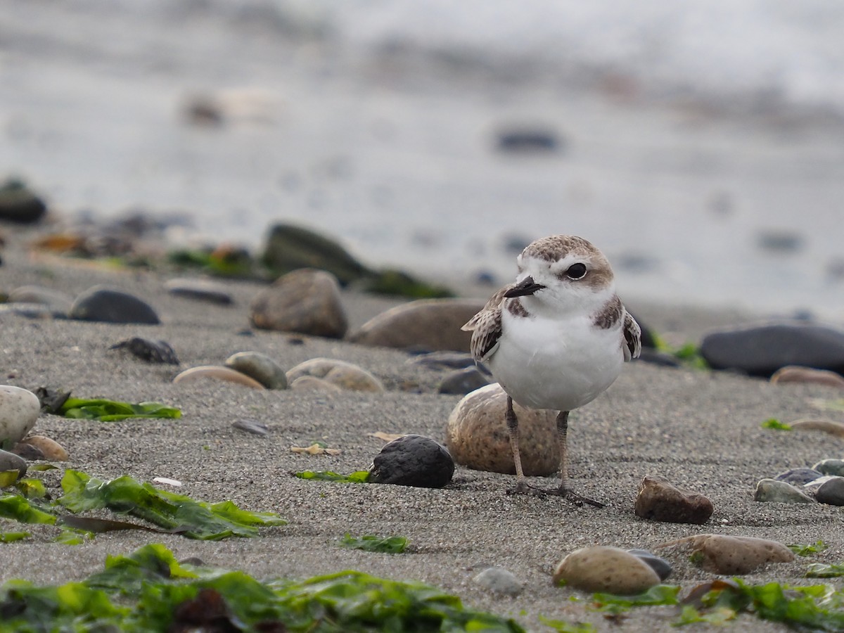 Snowy Plover - ML366651661