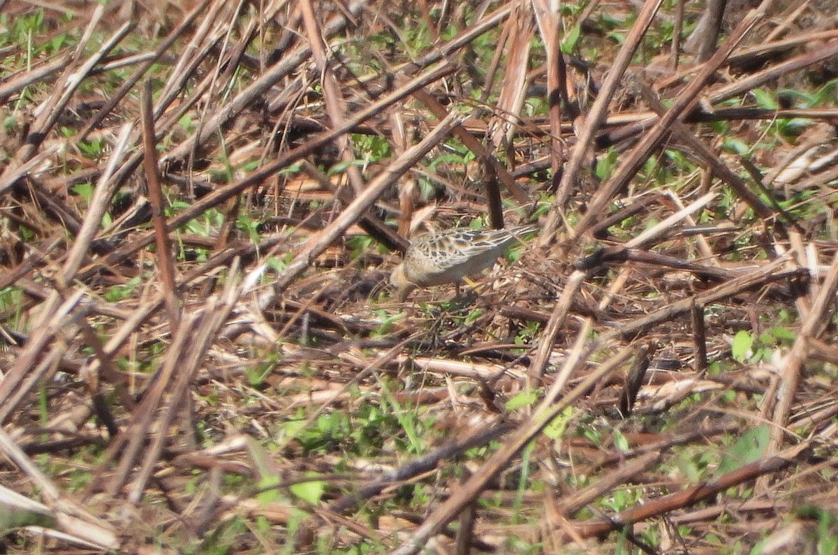 Buff-breasted Sandpiper - ML366652631