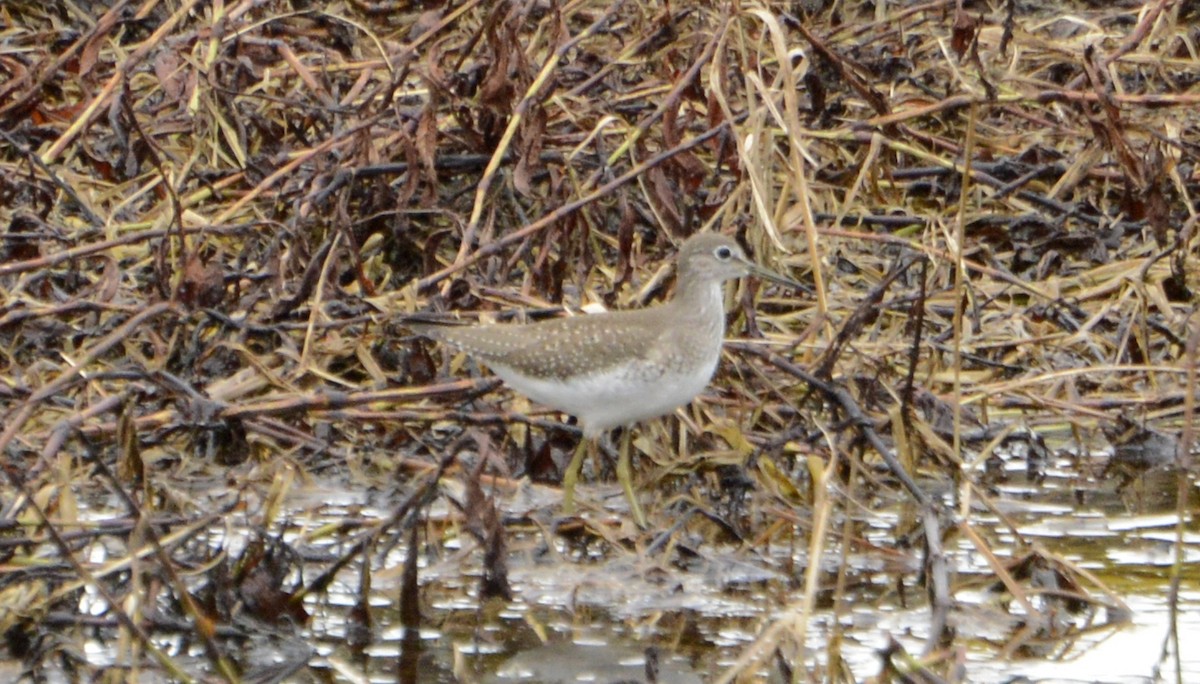 eremittsnipe - ML366654361