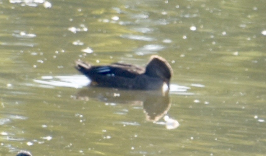 Hooded Merganser - ML366656841