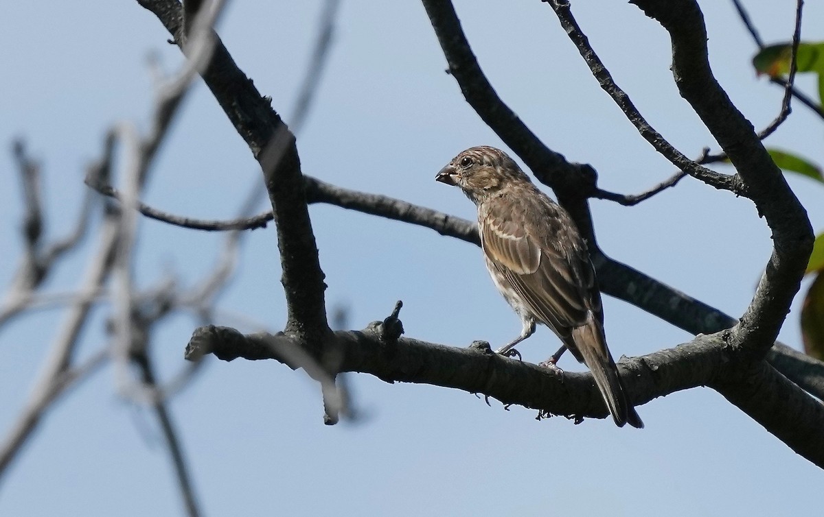 メキシコマシコ - ML366658481