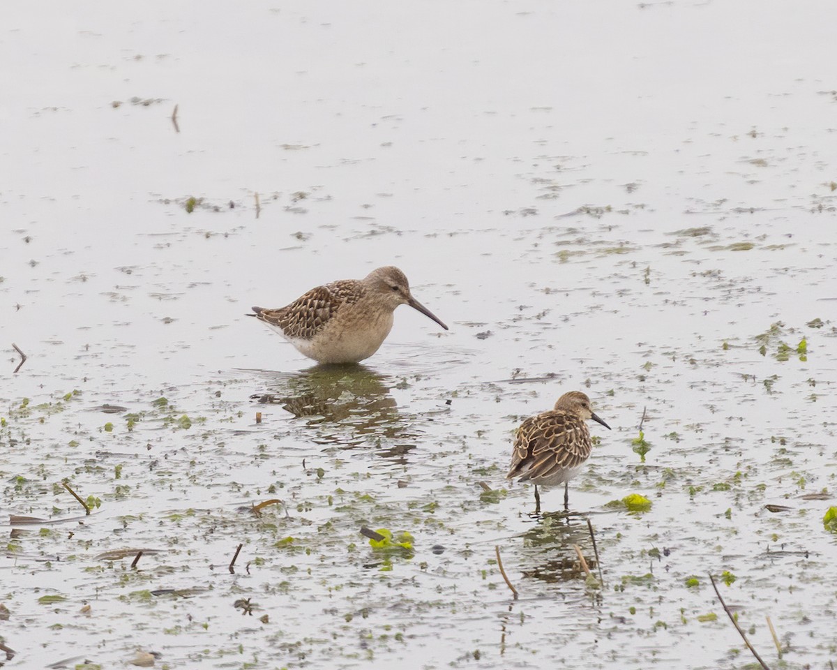 Stilt Sandpiper - ML366658981