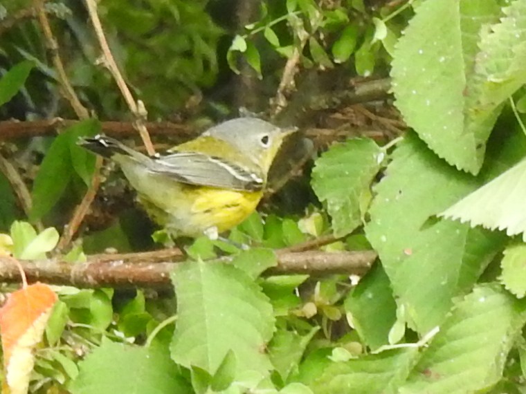 Magnolia Warbler - ML366659491