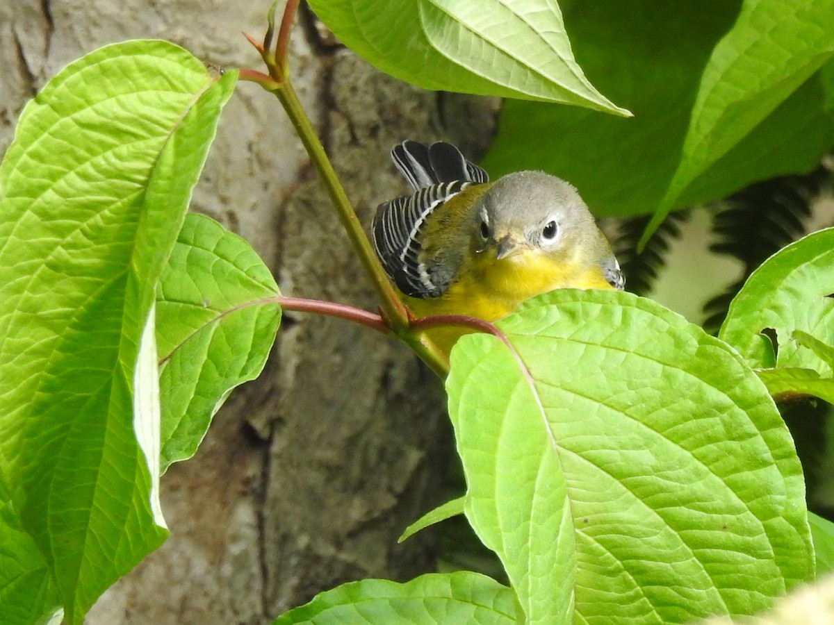 Magnolia Warbler - ML366659731