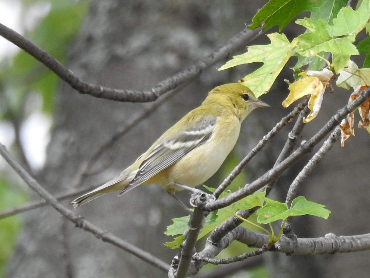 Bay-breasted Warbler - Carolyn Sebestyen