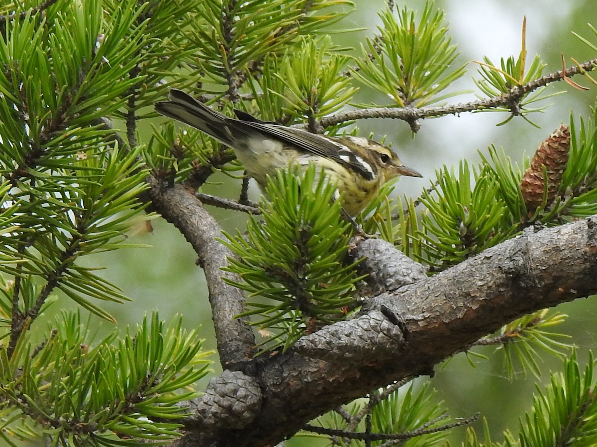 Blackburnian Warbler - ML366659951